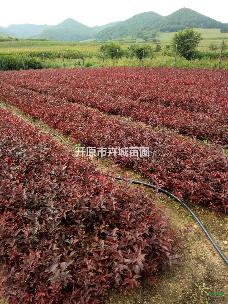 大量出售密枝红叶李小苗,红叶李扦插小苗,辽宁密枝红叶李基地