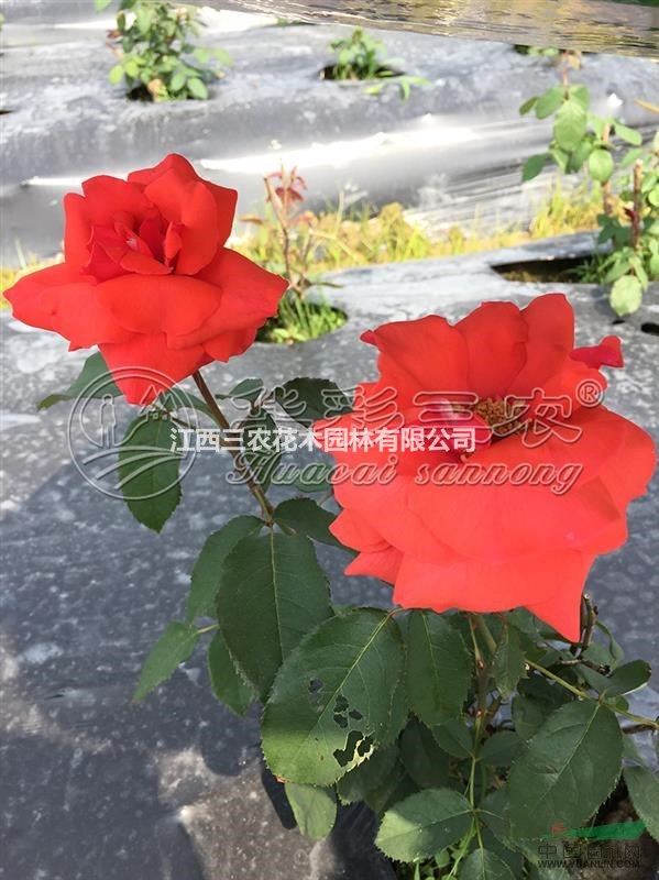 新品种月季花_香云月季 香云月季价格