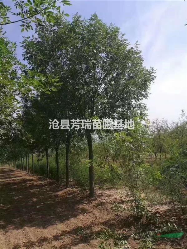河北沧州大量供应12公分国槐一级树二级树