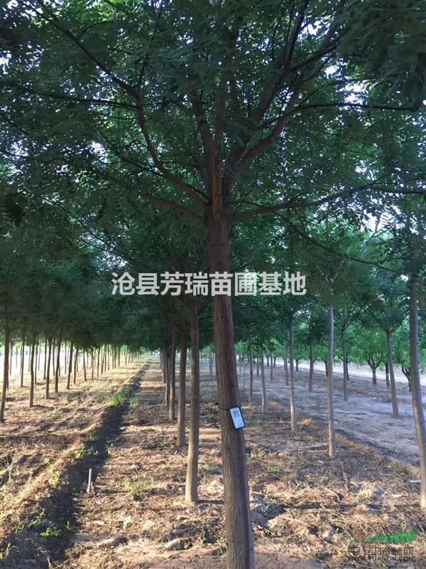 河北沧州大量供应12公分国槐一级树二级树