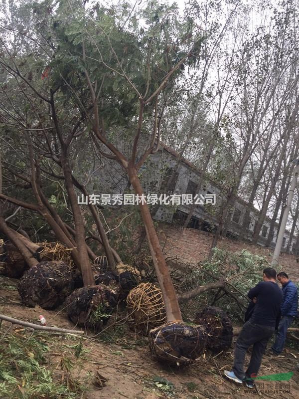 山东景秀园林绿化有限公司占地1300亩,是山东最大的苗木种植推广批发地。也是山东省和菏泽市最有代表性的示 范基地。苗木种植推广地发展十余年来,绿化幼苗、成品苗远销;北京、天津、山东、 廊坊、东北、山西、内蒙、河南、陕西、四川等23个省市。主要供应品种有: 1.国槐(裸根、土球、全冠、半冠、截杆、原生一二三年冒)1-120公分; 2.