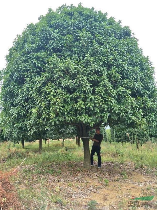 桂林市,兴安县供应15至30的桂花树