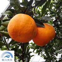 杂柑阿思蜜(阿斯蜜),柑橘新品种,浙江优良柑橘