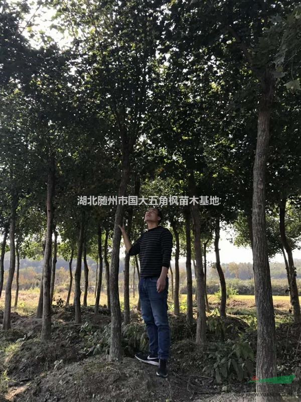 湖北五角楓-8至30五角楓-楓紅滿園