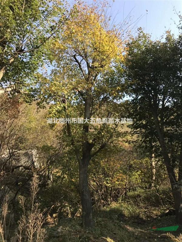 湖北五角楓-8至30五角楓-楓紅滿園