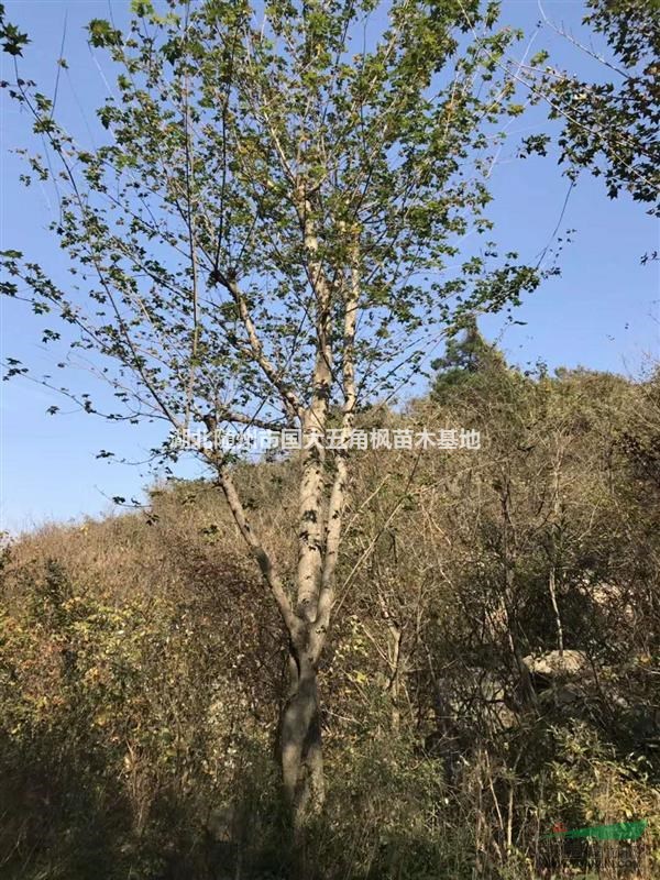 湖北五角楓-8至30五角楓-楓紅滿園