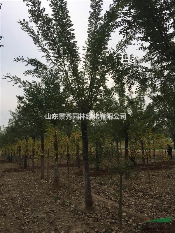 山东景秀园林绿化有限公司占地1300亩,是山东最大的苗木种植推广批发地。也是山东省和菏泽市最有代表性的示 范基地。苗木种植推广地发展十余年来,绿化幼苗、成品苗远销;北京、天津、山东、 廊坊、东北、山西、内蒙、河南、陕西、四川等23个省市。主要供应品种有: 1.国槐(裸根、土球、全冠、半冠、截杆、原生一二三年冒)1-120公分; 2.