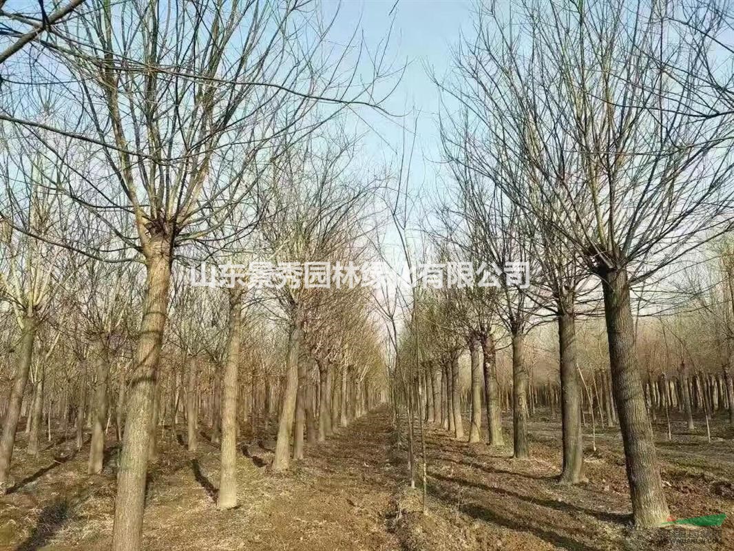 山东景秀园林绿化有限公司占地1300亩,是山东最大的苗木种植推广批发地。也是山东省和菏泽市最有代表性的示 范基地。苗木种植推广地发展十余年来,绿化幼苗、成品苗远销;北京、天津、山东、 廊坊、东北、山西、内蒙、河南、陕西、四川等23个省市。主要供应品种有: 1.国槐(裸根、土球、全冠、半冠、截杆、原生一二三年冒)1-120公分; 2.