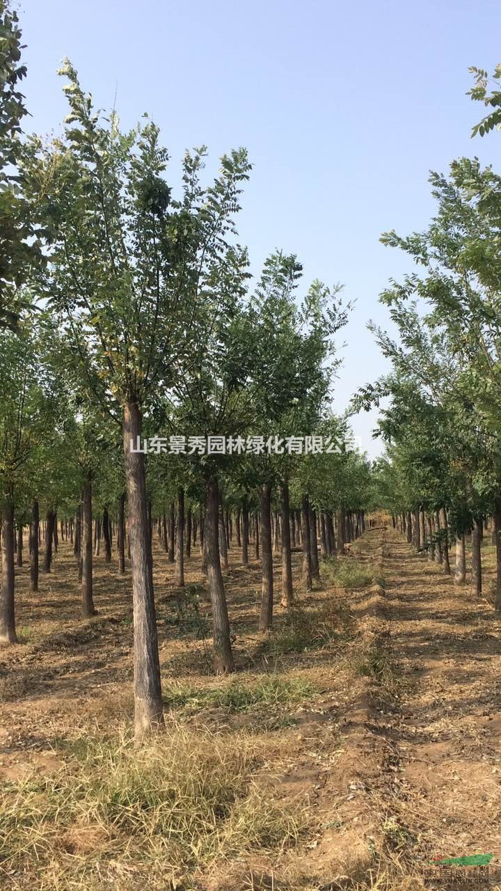 山东景秀园林绿化有限公司占地1300亩,是山东最大的苗木种植推广批发地。也是山东省和菏泽市最有代表性的示 范基地。苗木种植推广地发展十余年来,绿化幼苗、成品苗远销;北京、天津、山东、 廊坊、东北、山西、内蒙、河南、陕西、四川等23个省市。主要供应品种有: 1.国槐(裸根、土球、全冠、半冠、截杆、原生一二三年冒)1-120公分; 2.