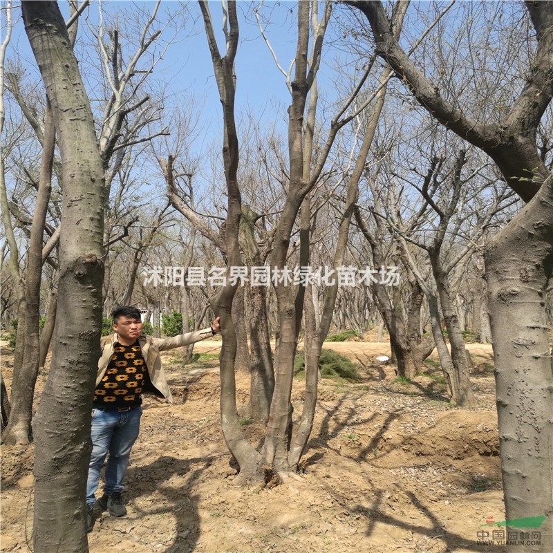 供应丛生朴树图片_沭阳县名界园林绿化苗木场