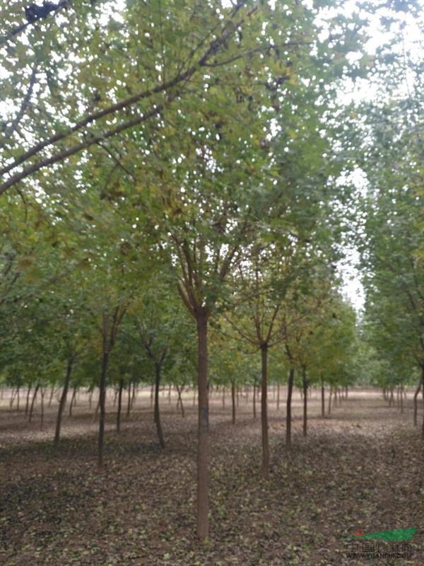 南阳地区供应8--10公分精品元宝枫价格_供应_图片_沭阳华景花卉苗木场