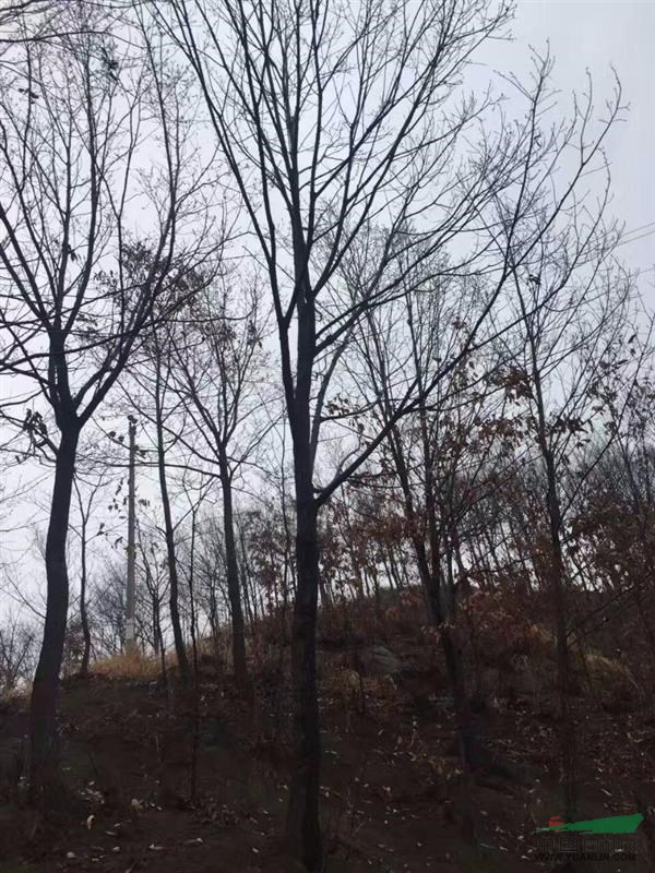 供应3-25公分栓皮栎