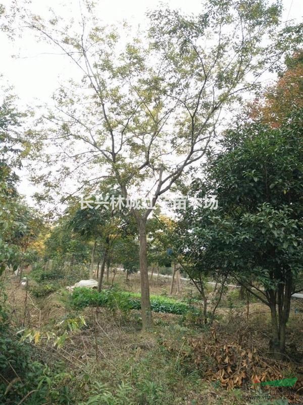 浙江泗安沙朴树10-30有货