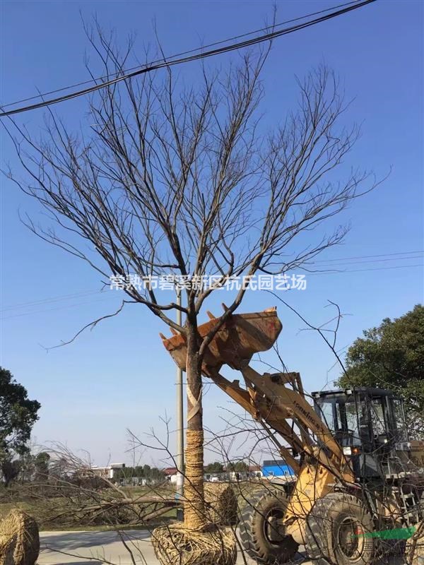 苏州25公分榉树 大规格榉树 25公分优质榉树专供