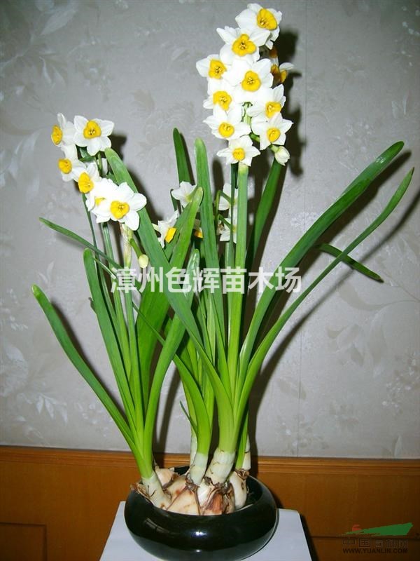 漳州水仙花,福建水仙花,水仙花盆景