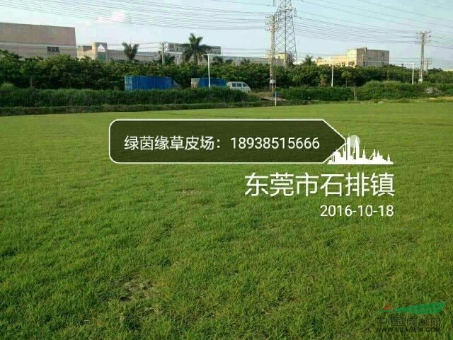 东莞市石排镇工业大道(西南)【绿茵缘】草皮种植场,惠州市园洲镇九潭