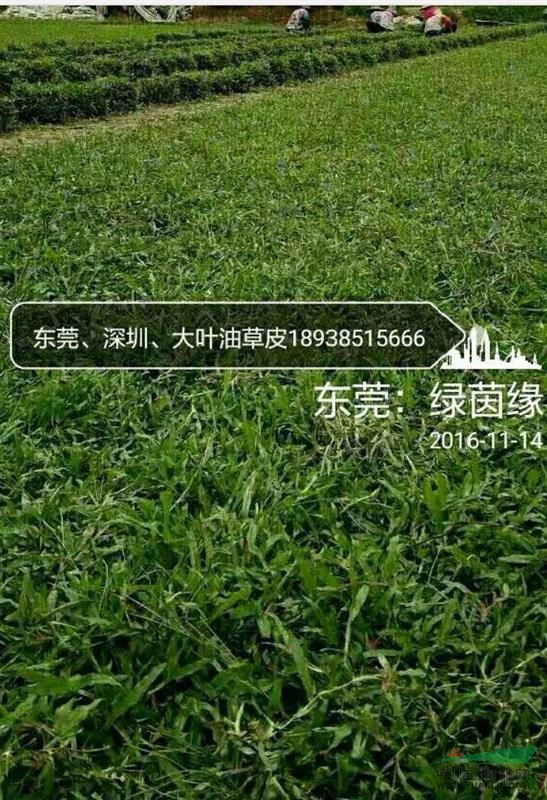 深圳市龙岗区坂田绿茵缘草皮园艺场:主营系列草皮~大叶油草皮/台湾