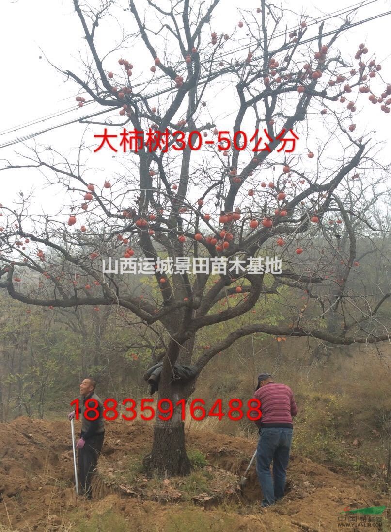 适合北方别墅庭院绿化植物有哪些?柿子树在别墅绿化中