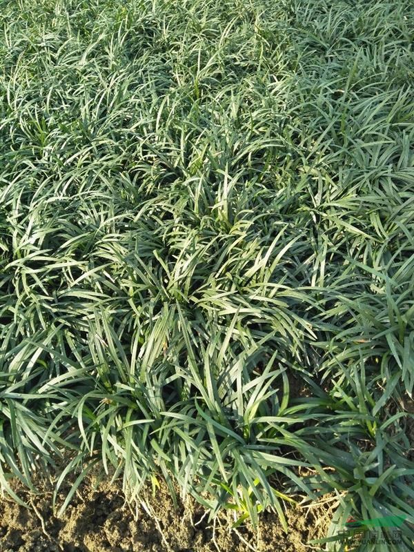 马尼拉草,草块,草卷.玉龙草