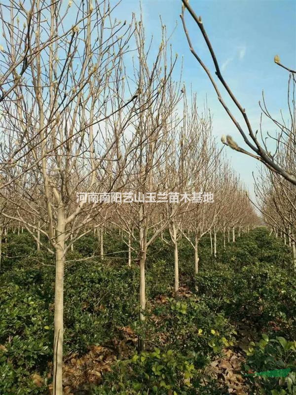 河南玉兰|河南红玉兰|河南白玉兰