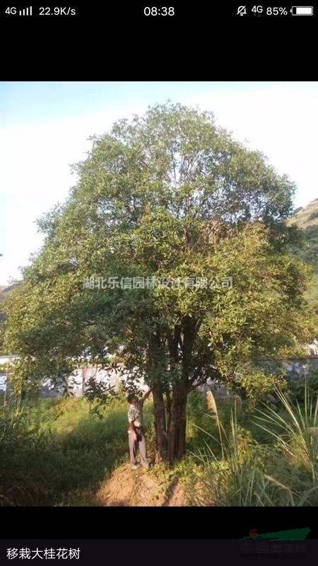 咸宁地区供应8米冠幅桂花树