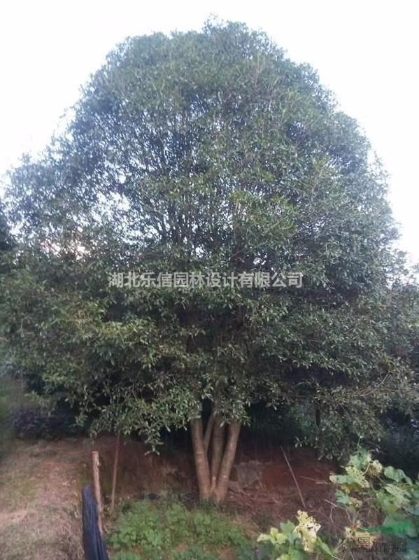 咸宁地区供应8米冠幅桂花树