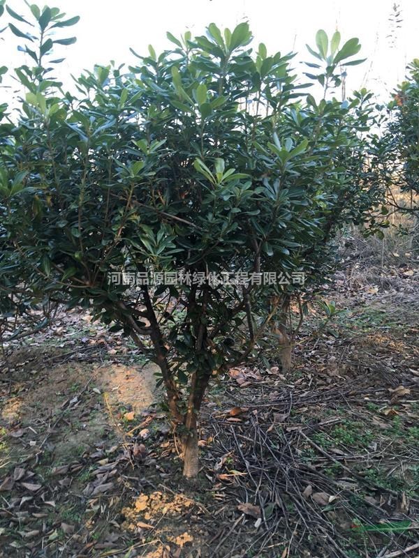 河南80cm冠幅海桐球1m高*海桐球图片