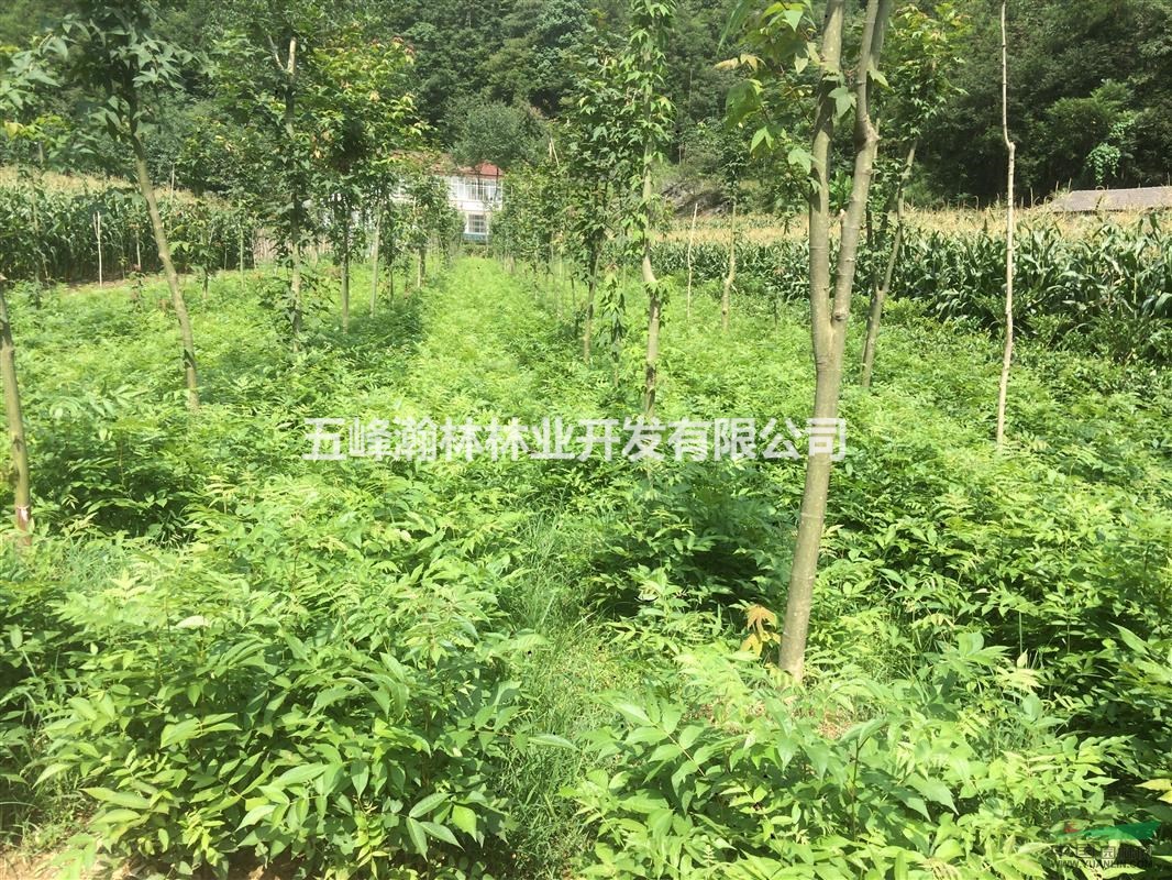 青钱柳 青钱柳苗 金钱柳苗 青钱柳苗价钱 青钱柳供应商