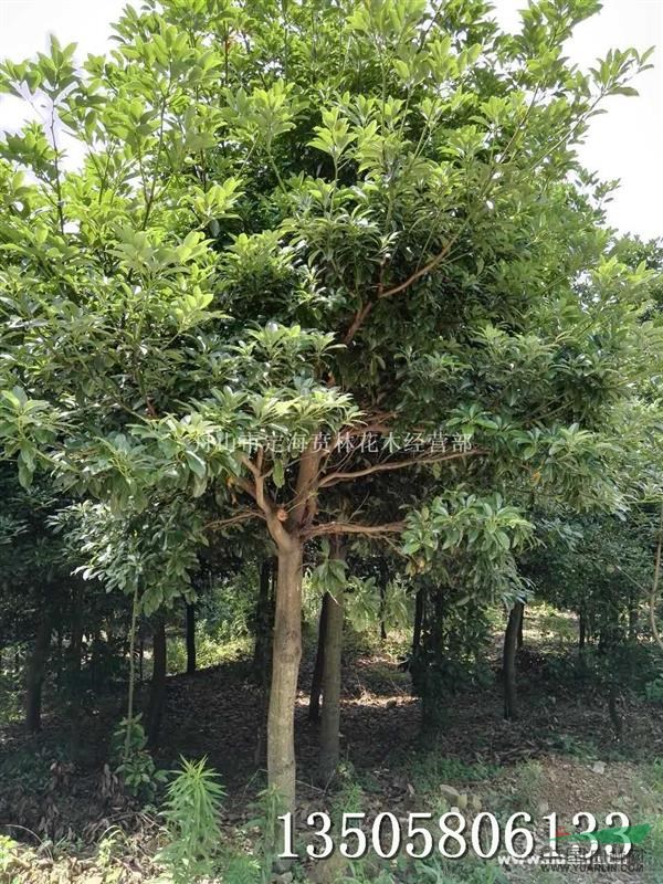 浙江红楠 红楠基地 红楠供应基地_种植厂家_产地报