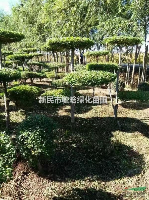 首页 新民市毓晗绿化苗圃 产品供应 > 造型树,柳树,   联系方式 新民
