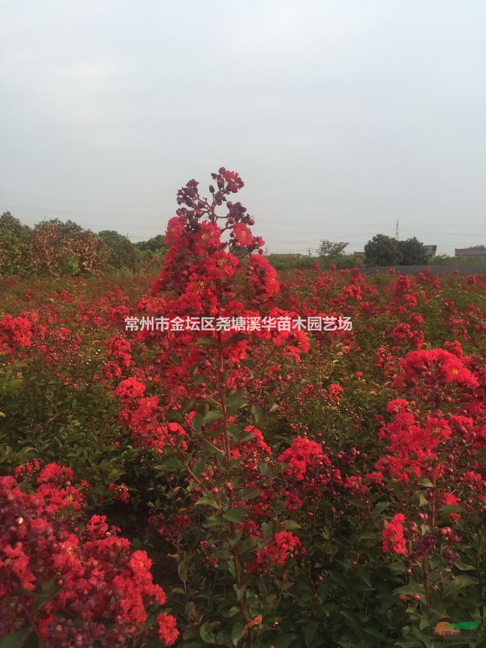江苏【常州*大红火箭紫薇基地】【美国红叶紫薇】【红火球紫薇】