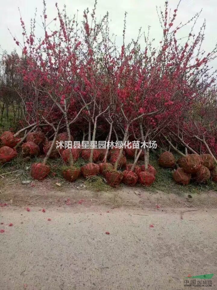 沭阳县星星园林绿化苗木场