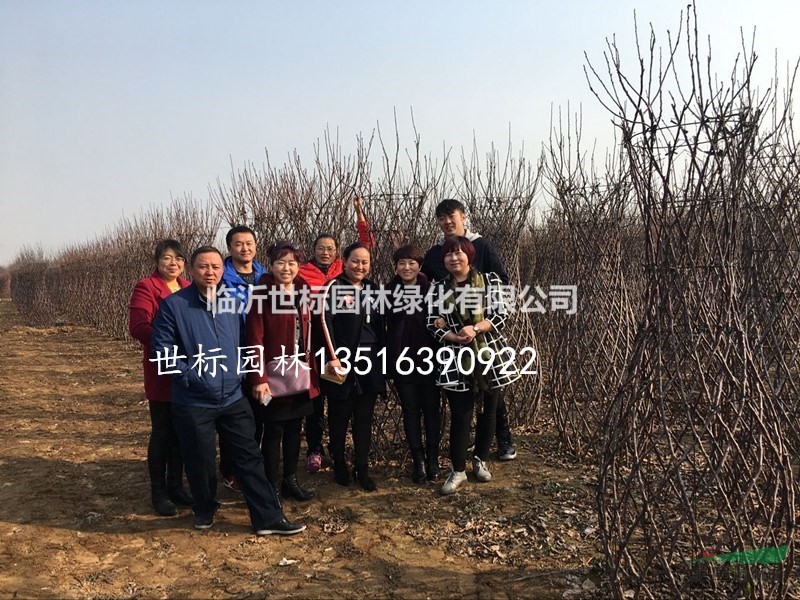 乌鲁木齐市种苗协会花卉分会携疆内同行走进临沂世标园林造型基地