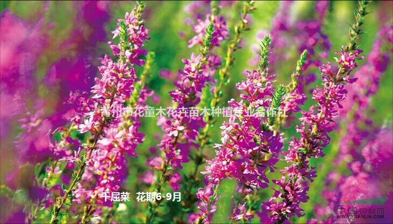 丛生福禄考(芝樱) 碱蓬 草花·宿根草花