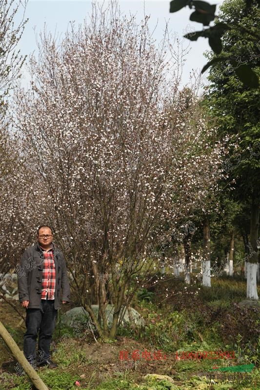 供应红叶李_高度400公分_成都种植地_冠幅300公分