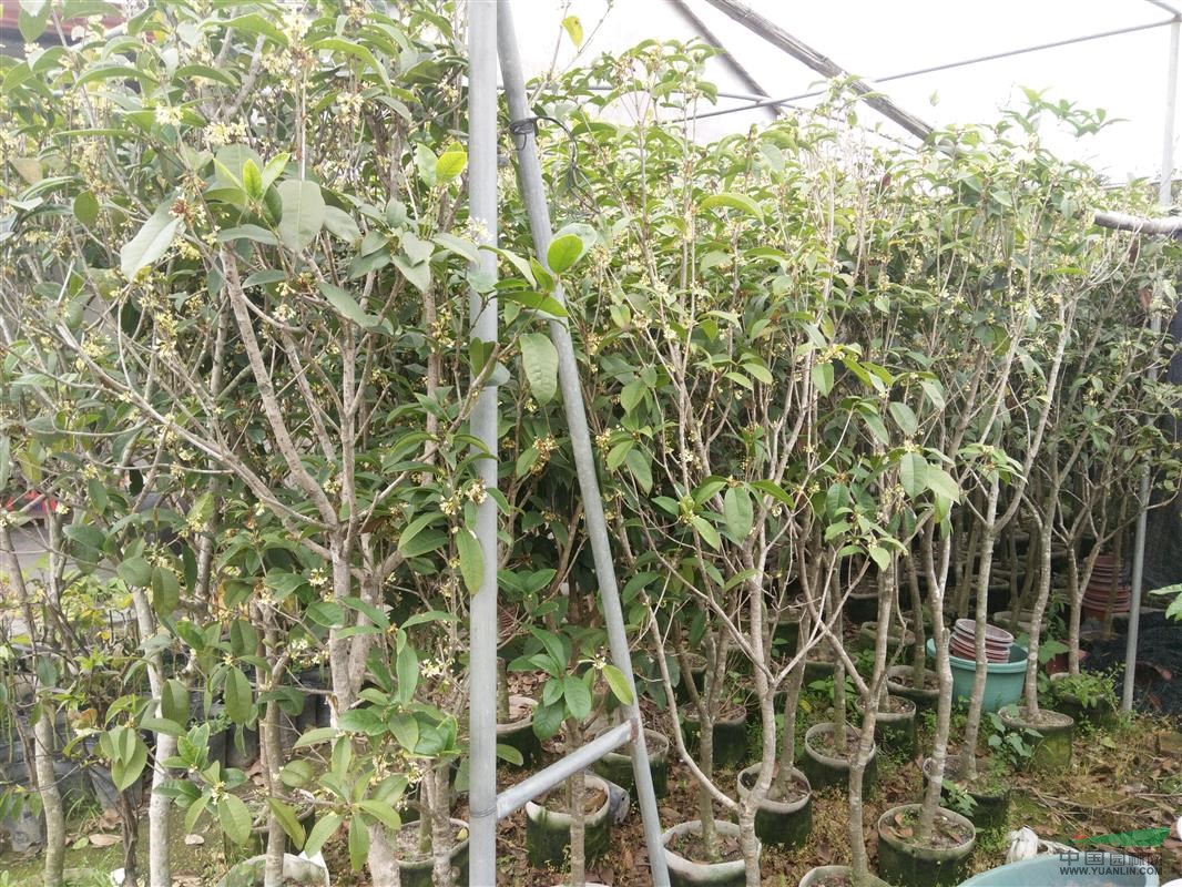 桂花樹四公分頭一米七八高