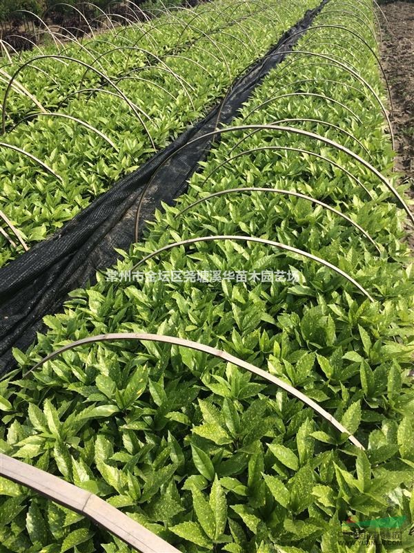 常州【夏溪花木市场】绿化工程小苗基地直销【红叶石楠】【月季】