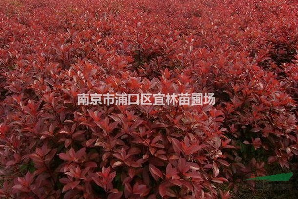 红叶石楠价格|红叶石楠树苗价格|红叶石楠小苗