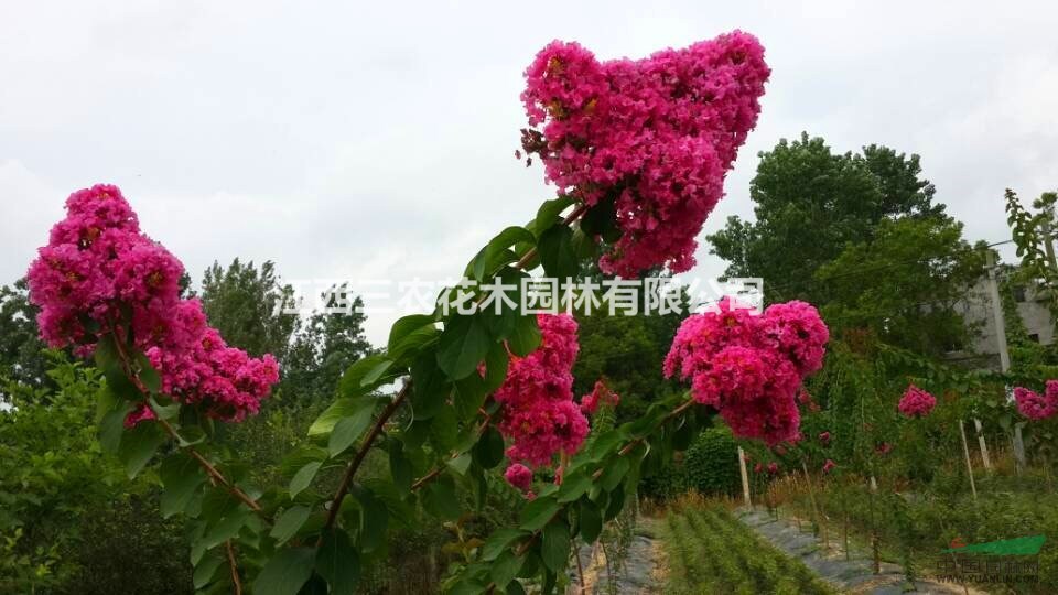 抚州栽植的(美国紫薇 速生紫薇 日本紫薇)