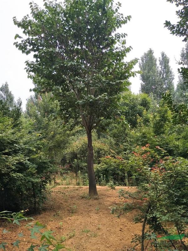 河南南阳供应3----25公分的巨紫荆