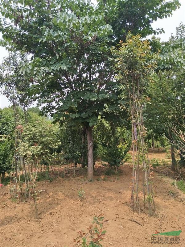 河南南阳供应3----25公分的巨紫荆