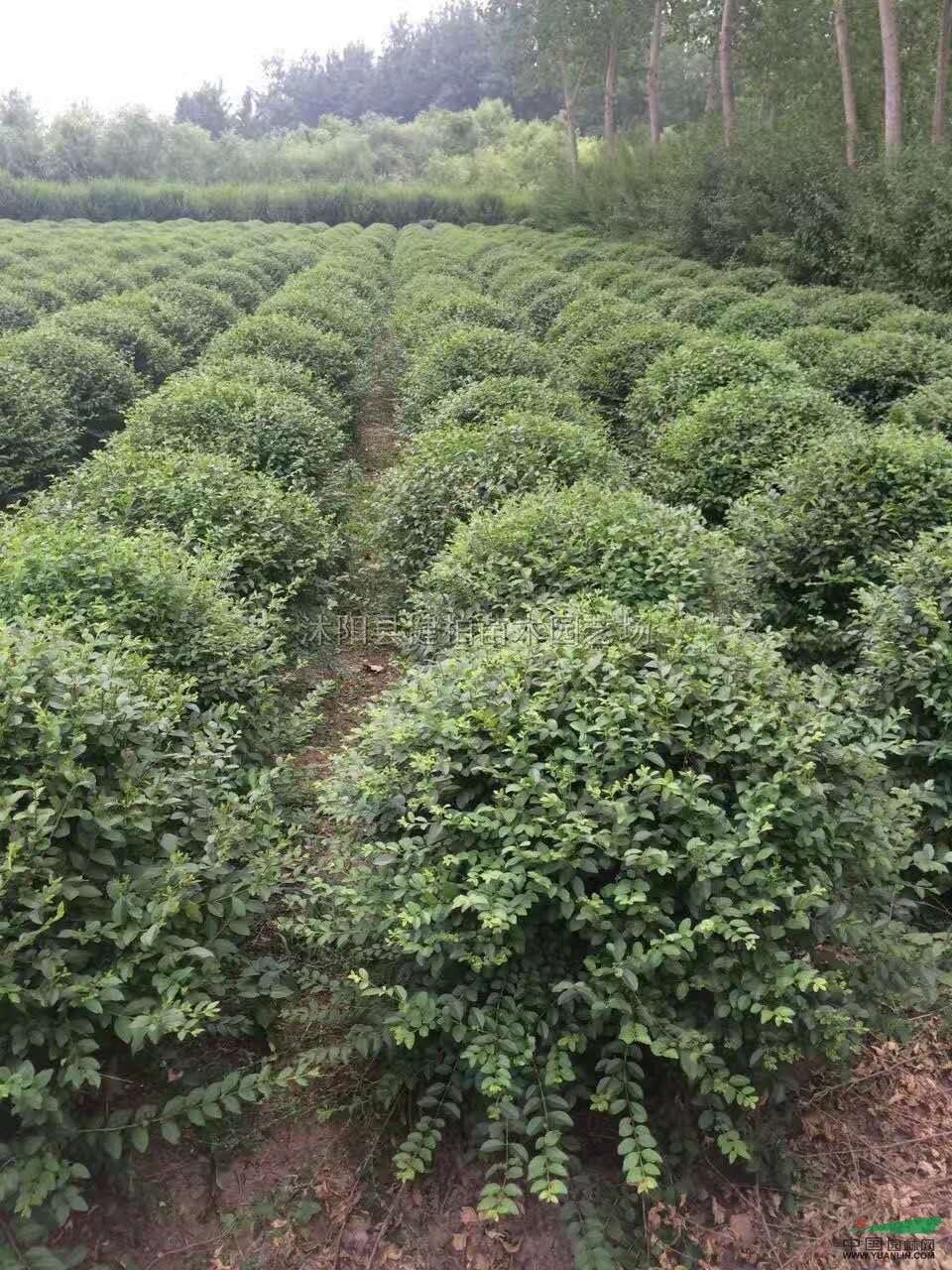 江苏小叶女贞球介绍