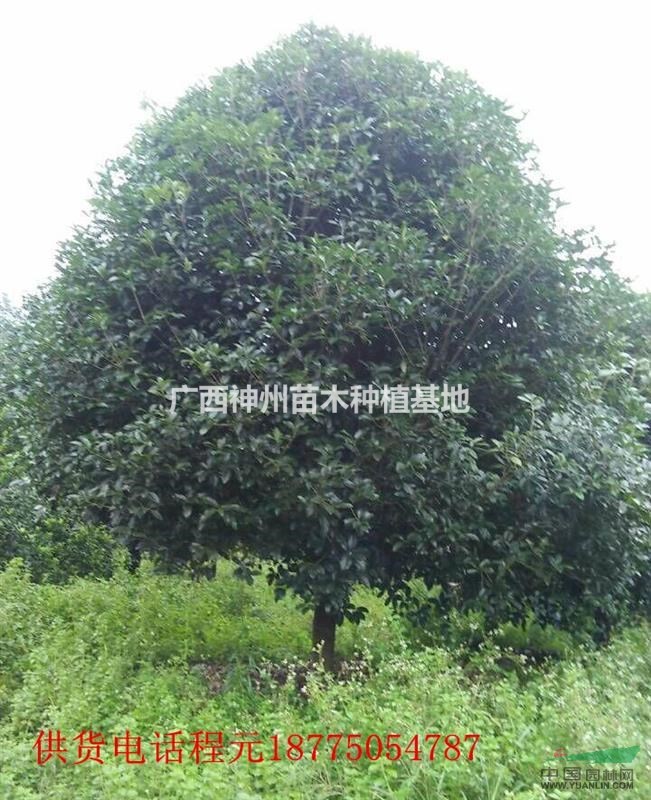 低价v低价绿化苗木桂花树8-15公分20-50公分图盈通h61图纸图片