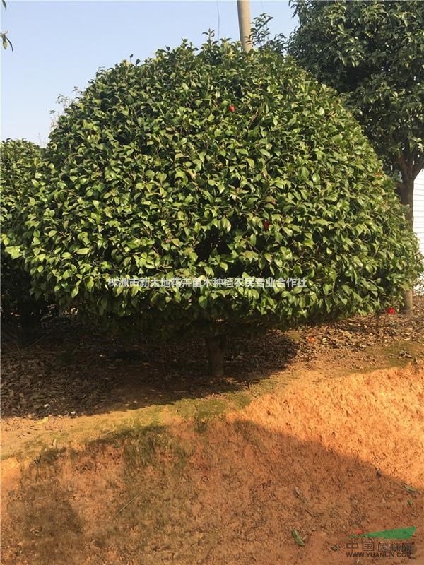 球湖南茶花树湖南嫁接山茶花茶梅小苗基地_种植厂家_产地报价单_株洲