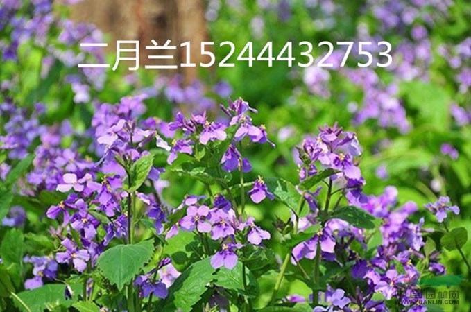 山东二月兰种植基地15244432753图片_青州市