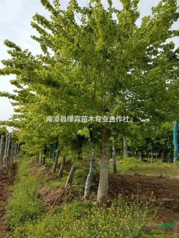 2017年春移栽五角枫、朴树、红果冬青、无患子
