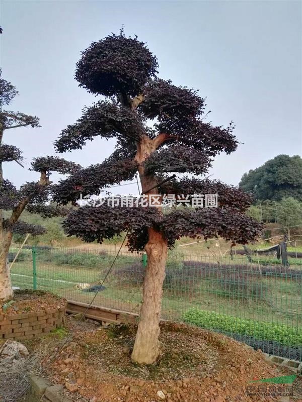 长沙市雨花区绿兴园林 长沙市雨花区绿兴园林是一家从事景观绿化植物种苗繁育和销售的专业单位,拥有上千个品种,面积超过上千亩,存量超过上百万株,实现了长期批量销售,拥有全国规模最大的苗木生产基地,规格从当年小苗,成苗,到工程用苗,每种规格齐全,本公司总部,座落于民风淳朴的中国花木之乡长沙市雨花区跳马乡,其距离长沙火车站、株洲火车站,长沙高铁南站及黄花国际机场20余公里。多条国道和高速横穿交错!交通十分便利! 。 主要经营:造型罗汉松,造型小叶女贞,造型红继木,造型榆树,造型杨梅,造型杜英, 造型金弹子,造型
