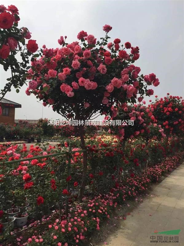 专供各种规格月季树