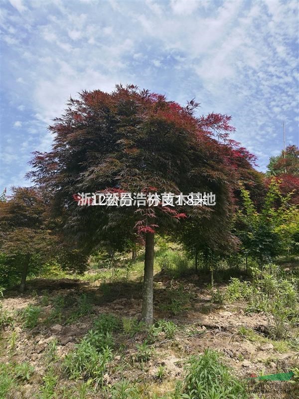 ë㣬6-15֣ʯ죬Ʒ