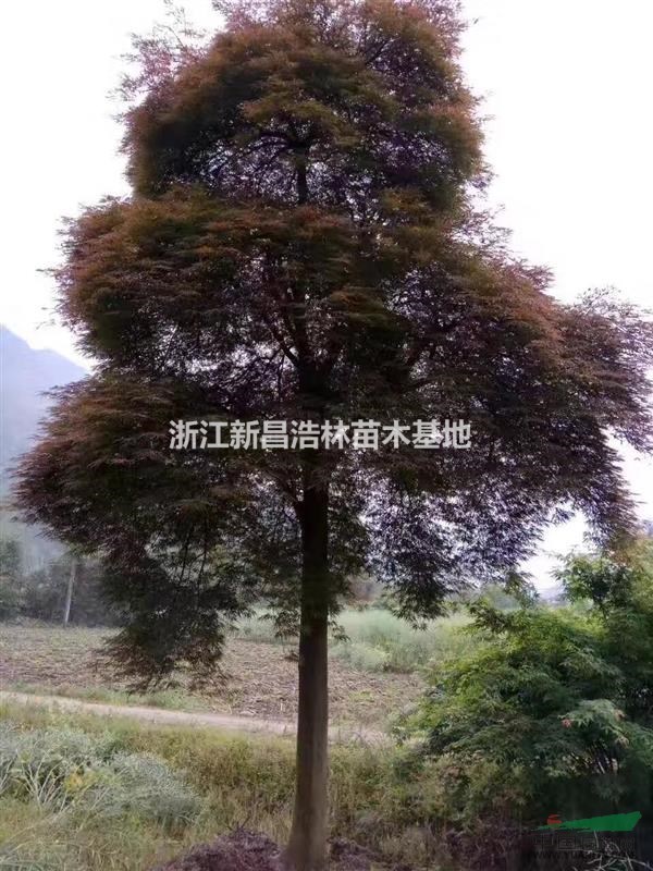 ë㣬6-15֣ʯ죬Ʒ